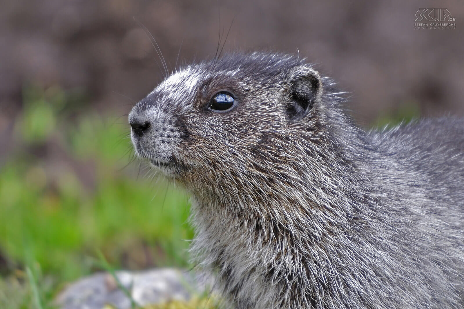 Jasper NP - Tonquin Valley - Gray marmot (Marmota baibacina) Stefan Cruysberghs